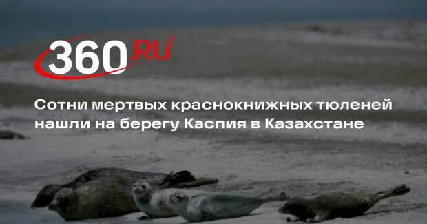 Сотни мертвых краснокнижных тюленей нашли на берегу Каспия в Казахстане