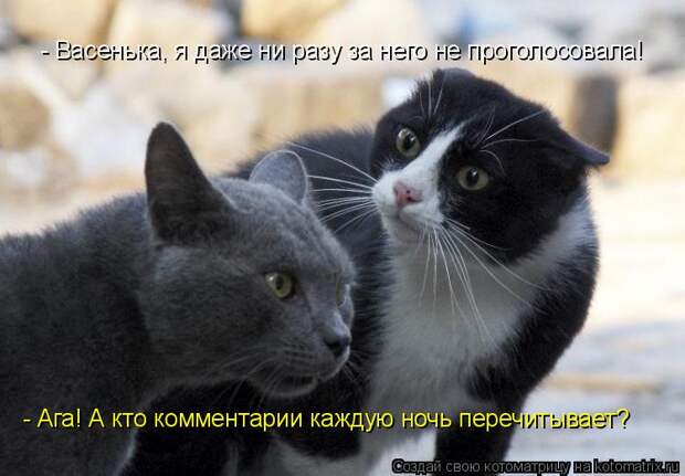 Котоматрица: - Васенька, я даже ни разу за него не проголосовала! - Ага! А кто комментарии каждую ночь перечитывает?