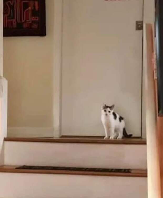 Котик сидит у двери Котик