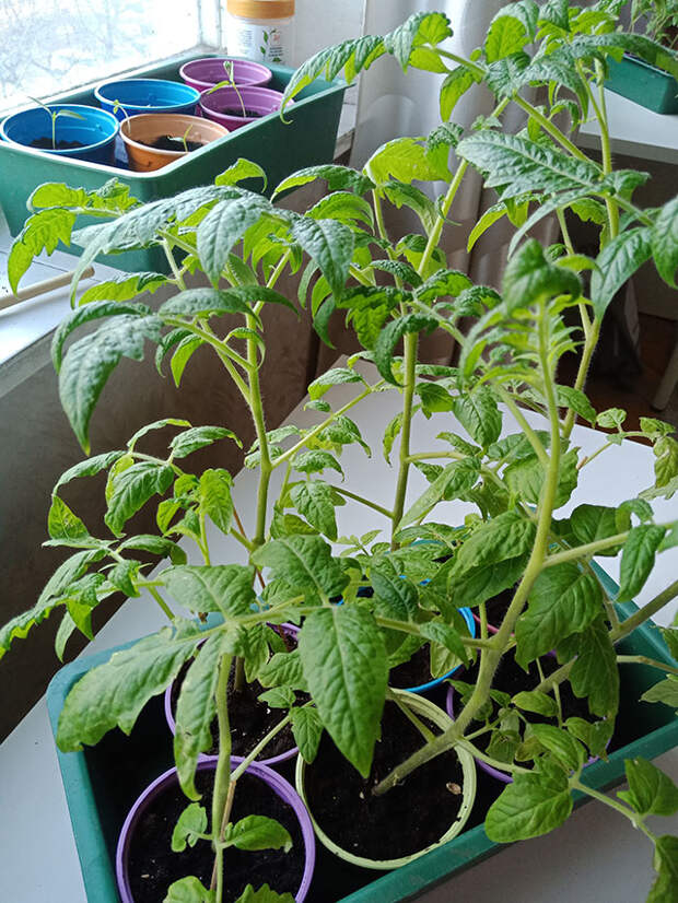 Пикировка томатов повышает качество растений в дальнейшем.