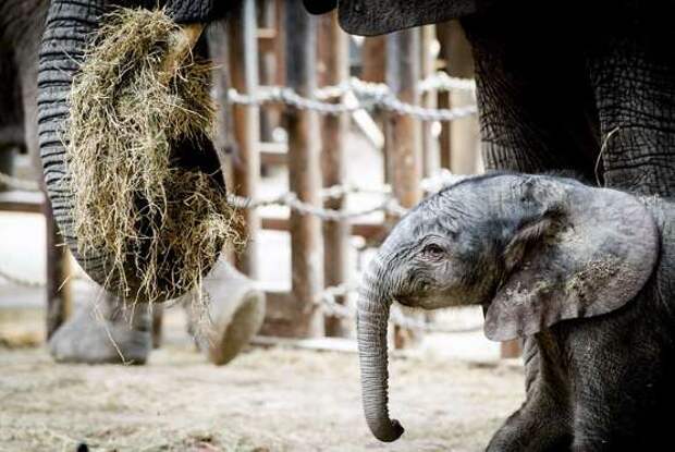 Новорожденный африканский слон в голландском зоопарке