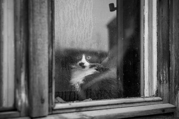 меланхоличные коты ждут хозяина у окна (10)