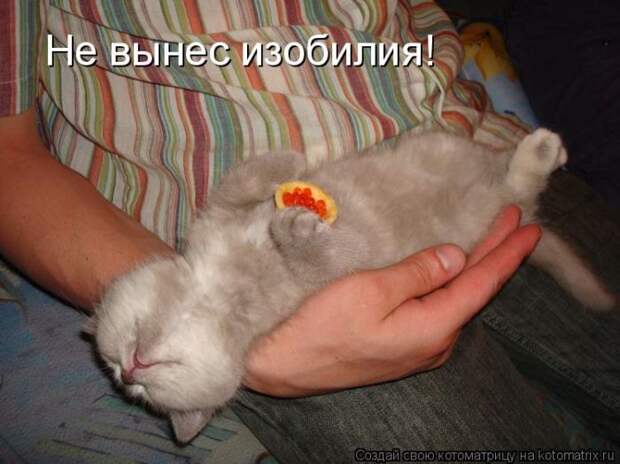 Лучшие котоматрицы недели (50 фото)