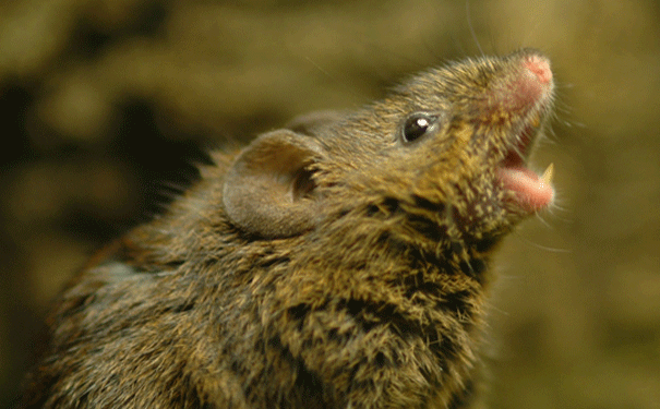 Картинки по запросу singing mice