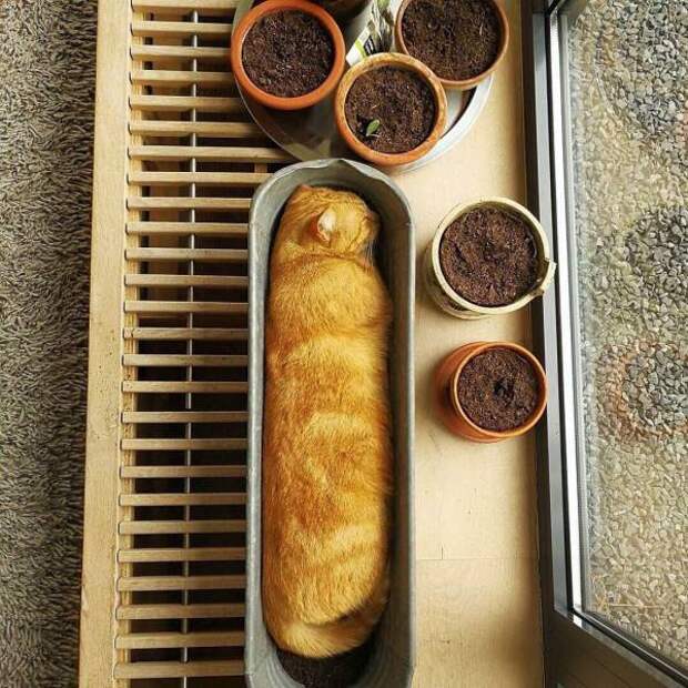 кот в горшке