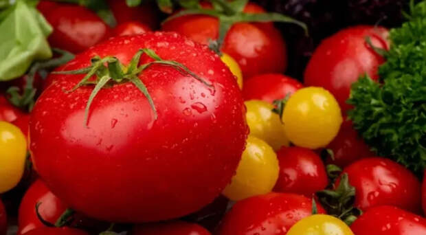 Русские ученые ускорили селекцию томатов и добились шести поколений в год вместо двух