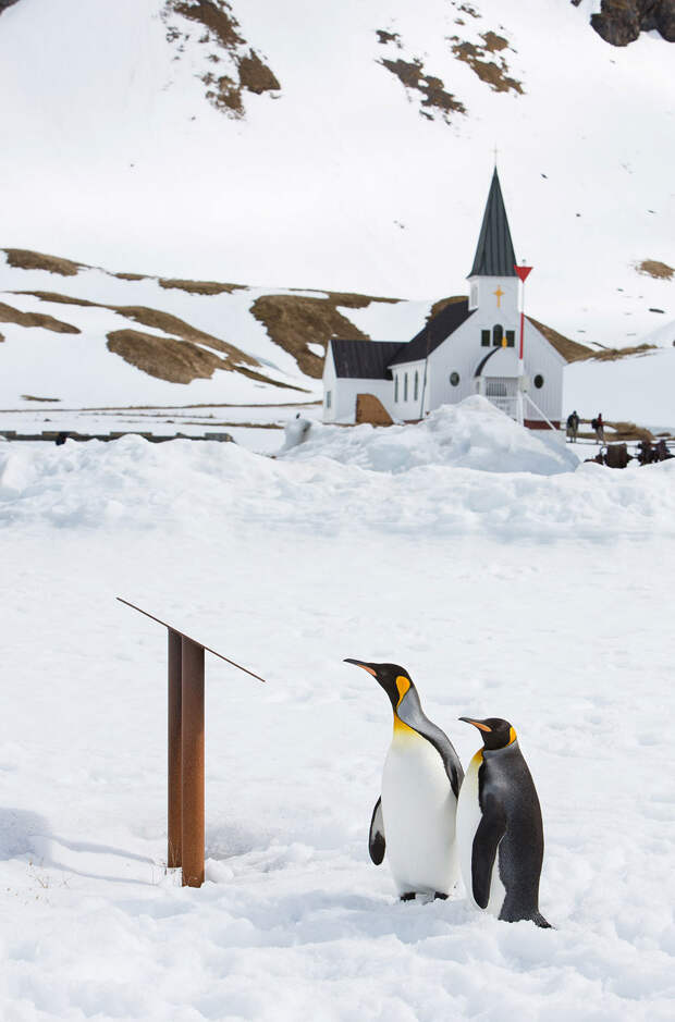 Пингвины в Антарктиде