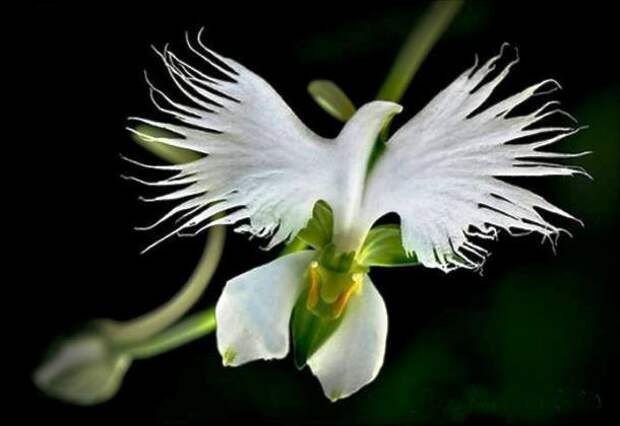 Pecteilis radiata растения, факты, цветы