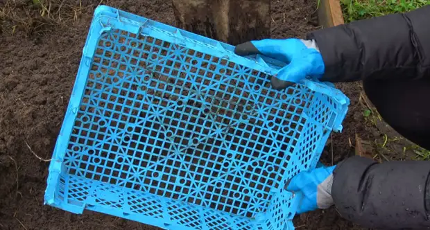 Простой способ посадки тюльпанов в пластмассовые ящики