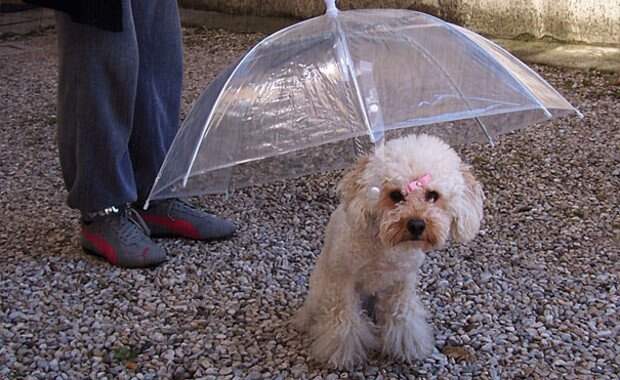 Зонтик для собаки идея, изобретение, польза