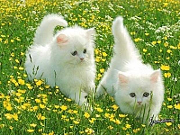 Кошки и Котята 115