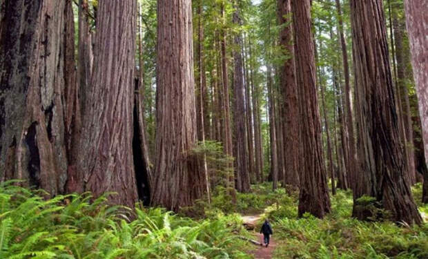 2 Самое высокое дерево на Земле секвои