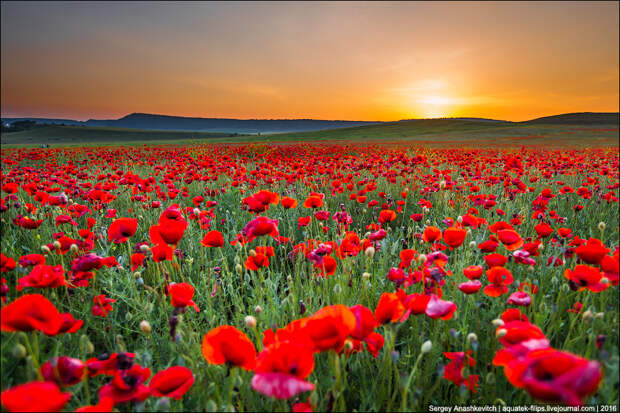 Crimean poppies / Крымские маки