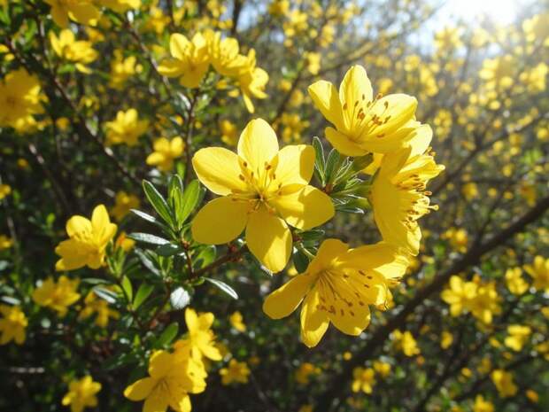 Сад загорается жёлтым пламенем: кустарник, который выглядит как солнце весь сезон