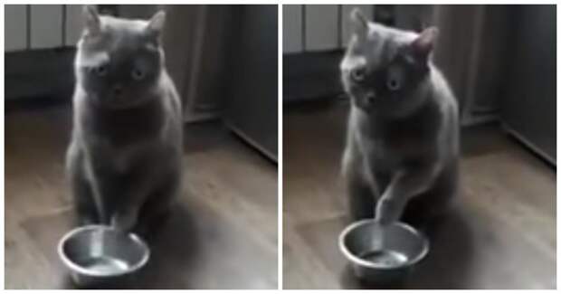 Безмолвный котик выпрашивает еду у хозяев видео, еда, животные, кот, коты, миска, прикол, юмор