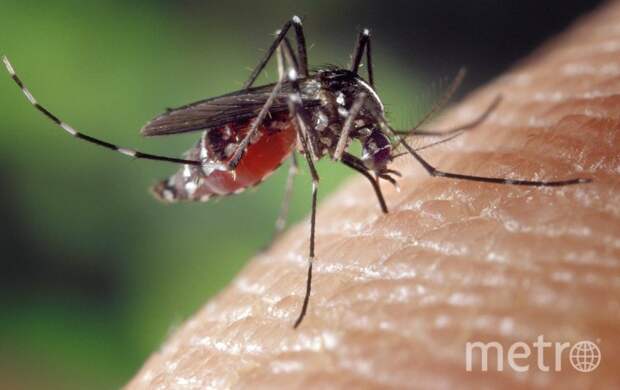 От лихорадки Денге до малярии: какие болезни переносят комары