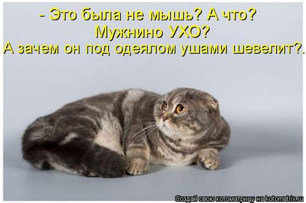 Котоматрица 37 (700x465, 42Kb)