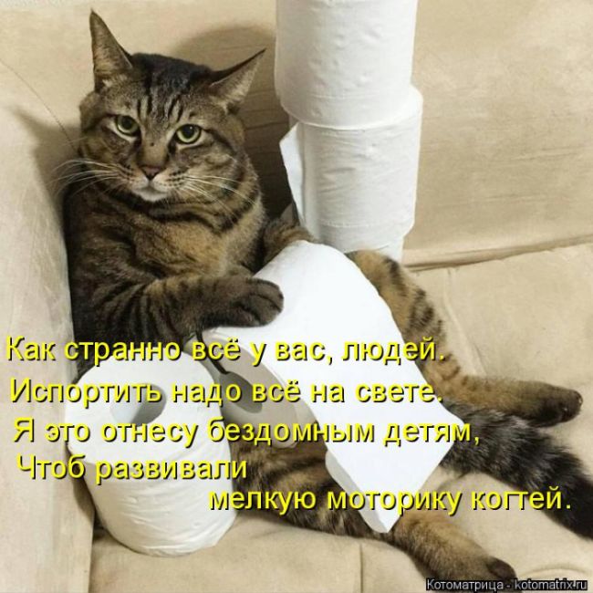 Лучшие котоматрицы недели (50 фото)