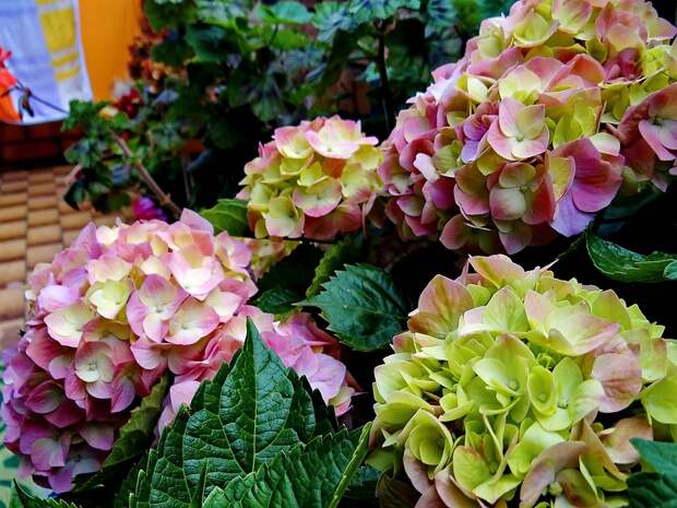 Цветет гортензия на моем балконе