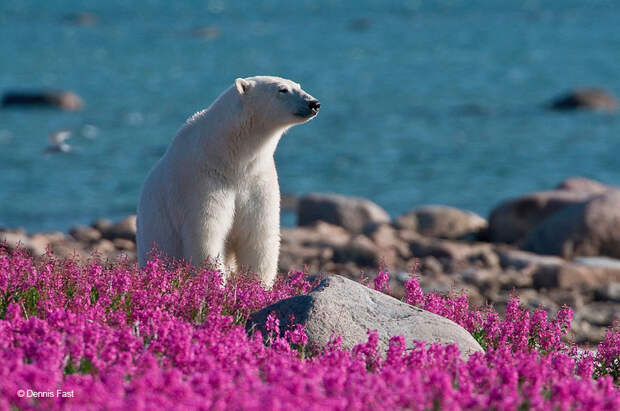 Фотография: Белые медведи не в снегу, но в цветах: такого вы еще не видели №12 - BigPicture.ru