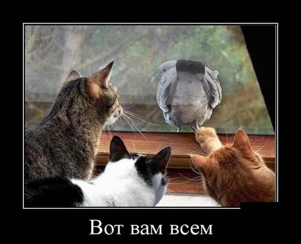 Демотиваторы