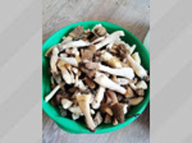 Фото: Вероника Антипова-Яцкова / vk.com/gribniki22rus