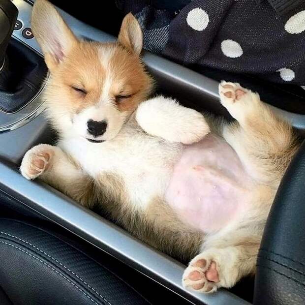 SFRiTKgoPR0 (700x700, 328Kb)