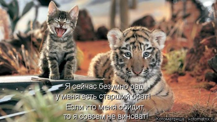 Лучшие котоматрицы недели (50 фото)