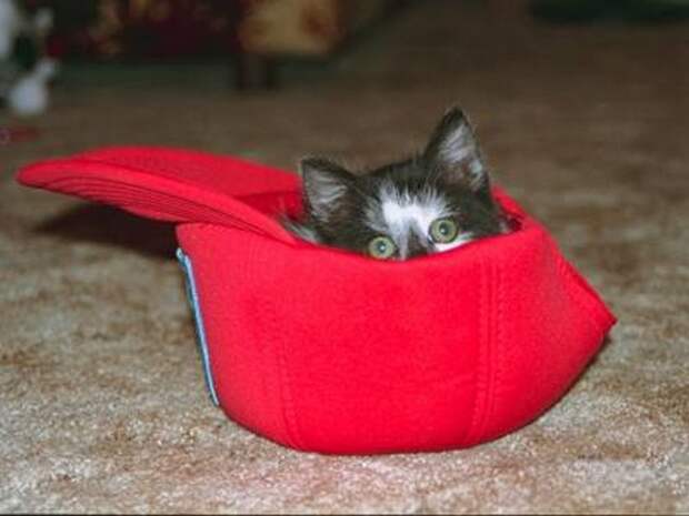 10. животные, коты, юмор