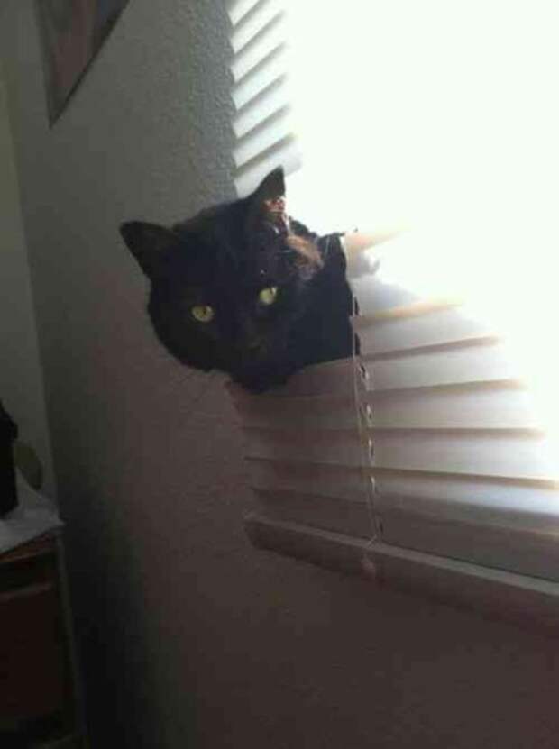 Коты и жалюзи Коты и жалюзи