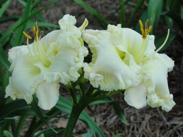 Лилейник сорта «Alpine Ruffles» Лилейник сорта «Alpine Ruffles»