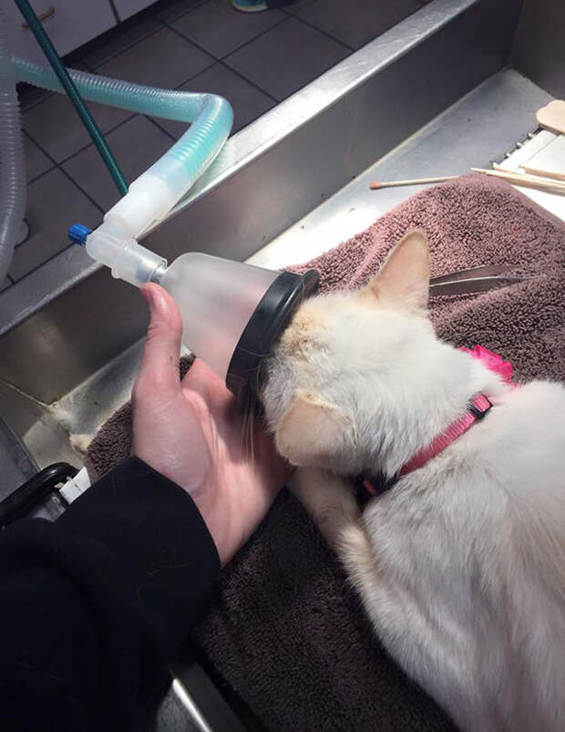 Ее шансы на выживание были невелики, и ей пришлось удалить все зубы животные, кошка, улыбка