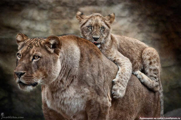 Портреты животных