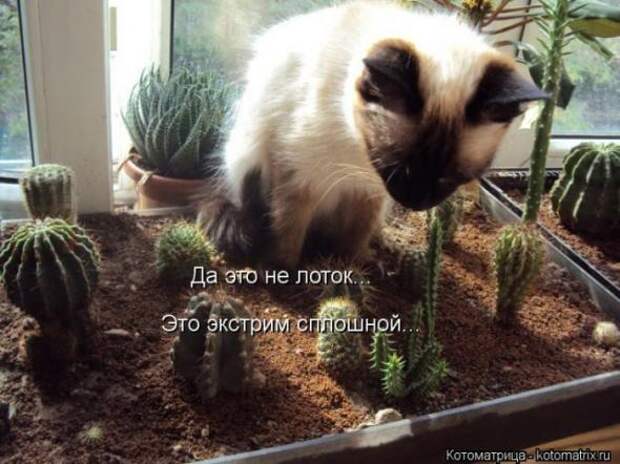 Котоматрицы (забавные картинки с надписями)