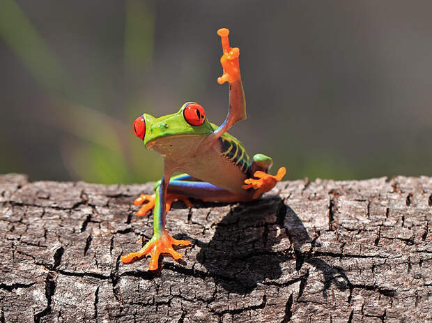 Удивительный и забавный макромир