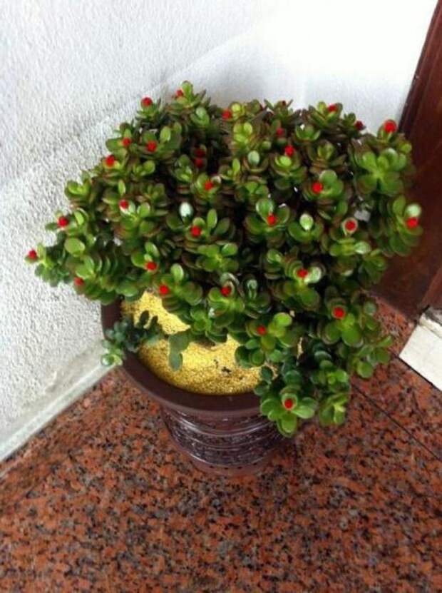 Описание, уход, выращивание и виды денежного дерева