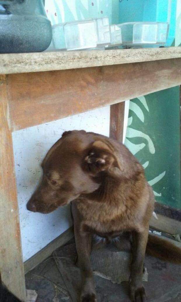 Эта собака потерялась 2 года назад. За это время она забыла внешность хозяина, но не его запах Эта собака потерялась 2 года назад. За это время она забыла внешность хозяина, но не его запах
