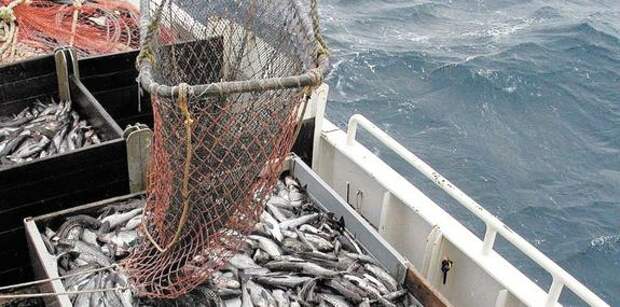 Российские рыбаки ударно отработали на минтае