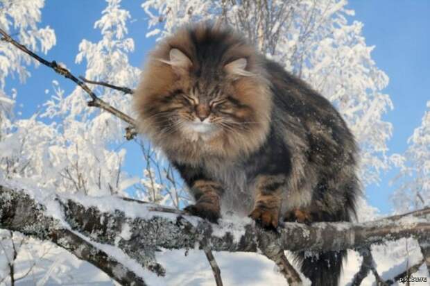 фото кот русский