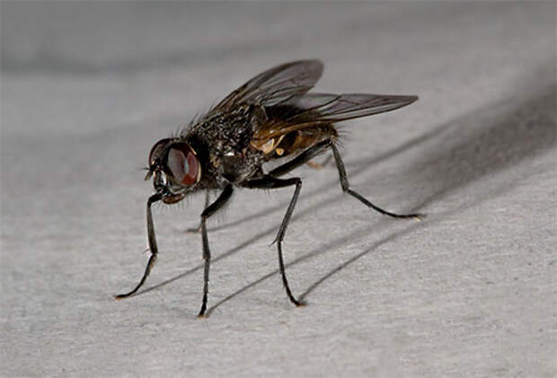 Комнатную муху можно встретить лишь в доме человека