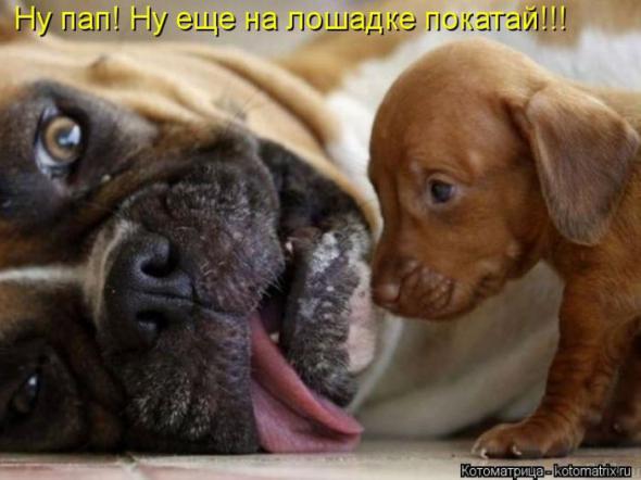 Котоматрицы(картинки с подписями)