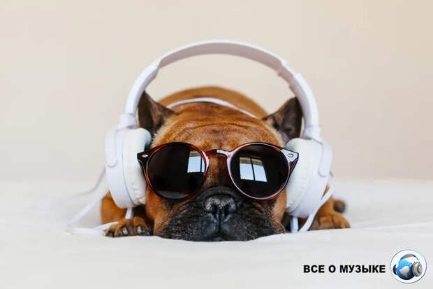 Хиты, которые достались собакам