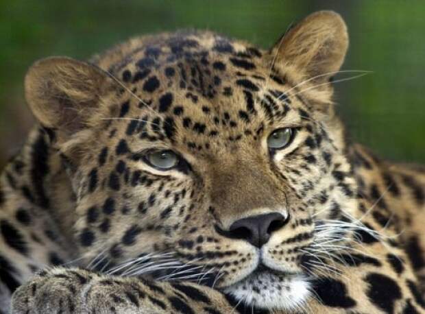 3. Дальневосточные, или амурские леопарды. животные, красная книга, редкие, факты