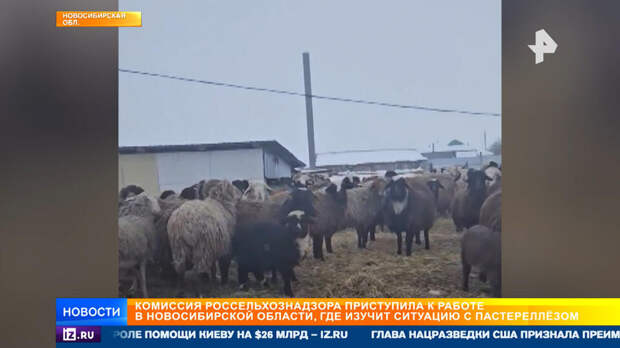 Мутирующая инфекция стала причиной уничтожения домашнего скота в Новосибирске