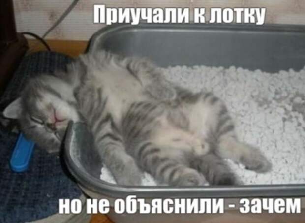 Не отстанем от смешных трендов: самые популярные картинки и мемы сети.