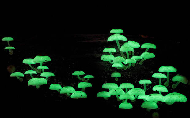 6. Светящиеся грибы (Mycena Chlorophos) грибы, природа, факты