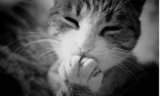 Картинки по запросу фото поцелуй с котом