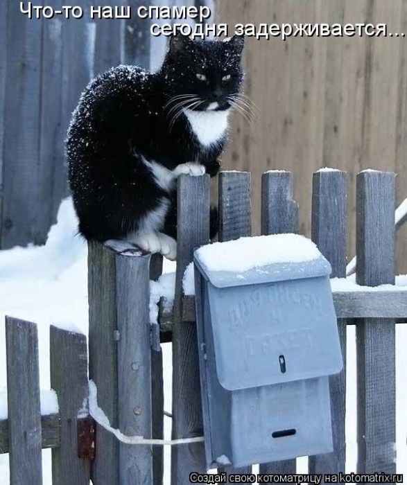 Лучшие котоматрицы недели (50 фото)