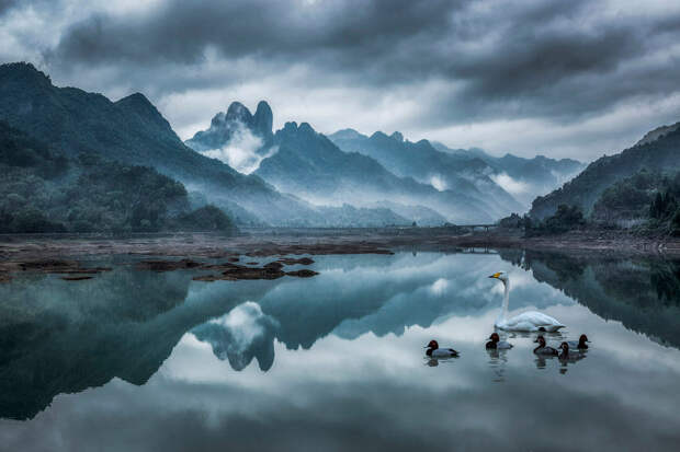Утки и лебедь на озере в Китае