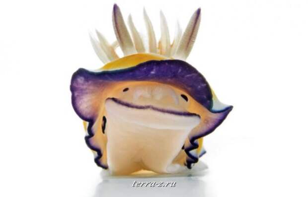 281-990x636_a Chromodoris